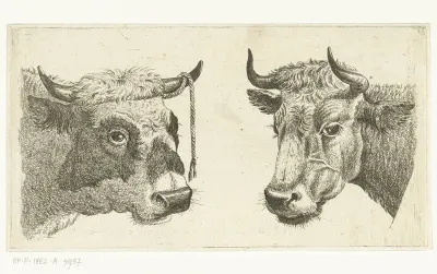 Kop van stier met touw aan horen en kop van koe