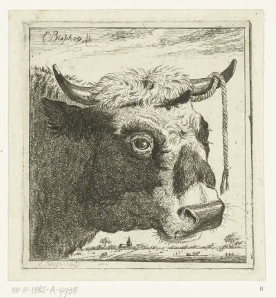 Kop van stier met touw aan horen