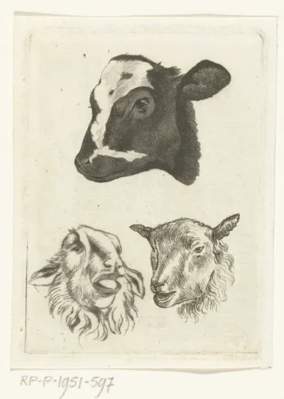 Kop van zwartbont kalf en twee koppen van schapen
