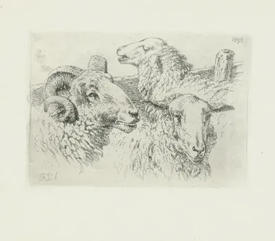 Koppen van schapen en een ram