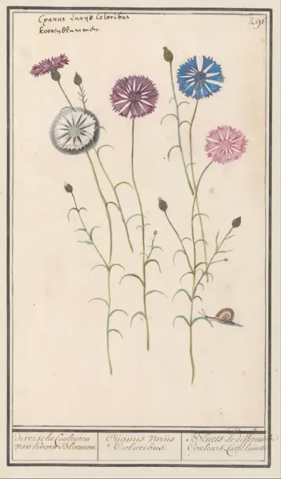 Korenbloem (Centaurea cyanus)