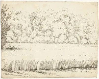 Korenveld