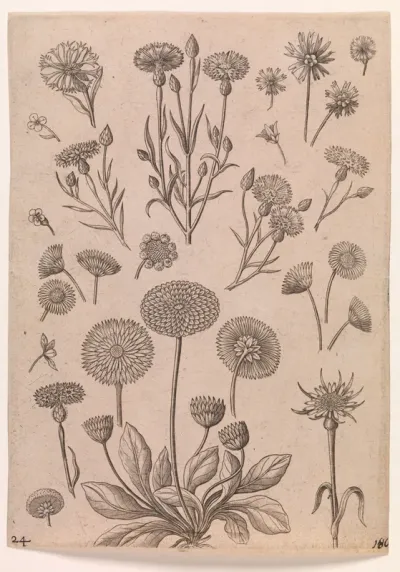 Kornblomster