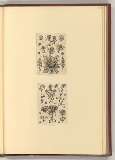 Kornblume und Distel; Bartnelke