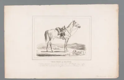 Kozakken paard