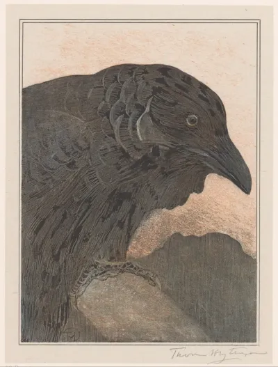Kraai