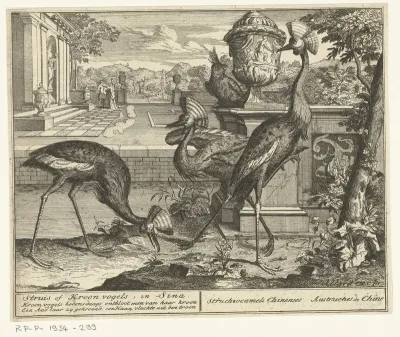 Kraanvogels