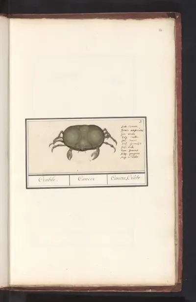 Krab (Cancer)
