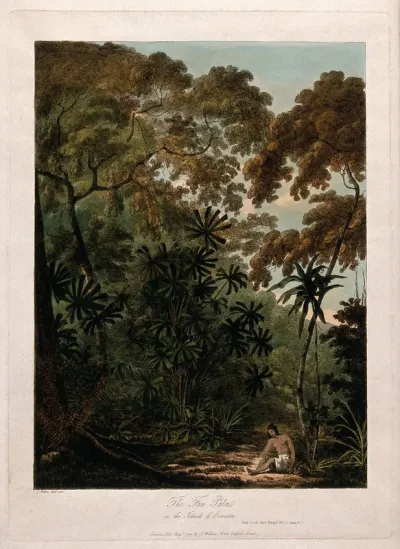 Krakatoa: fan palm (Chamaerops humilis L.) with surrounding tropical forest and native woman