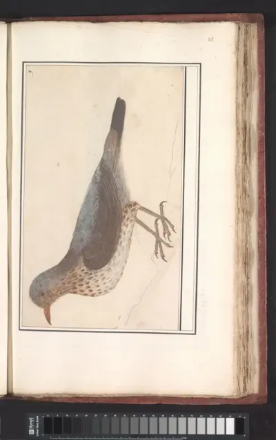 Kramsvogel (Turdus pilaris)