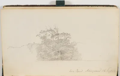 Krat og træer