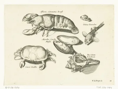 Kreeft, krab en schelpen