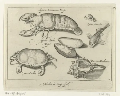 Kreeft, krab en schelpen