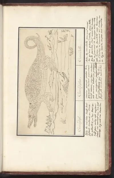 Krokodil (Crocodylidae)