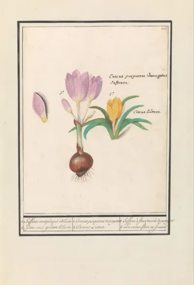 Krokus (Crocus)
