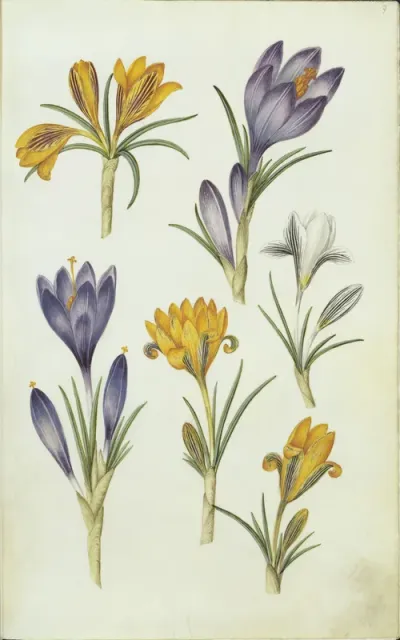 Krokusse