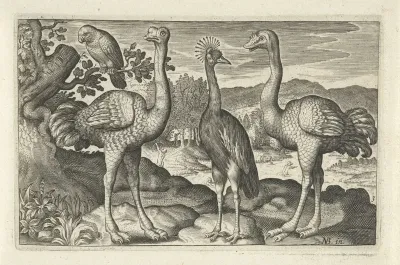 Kroonkraanvogel tussen twee struisvogels