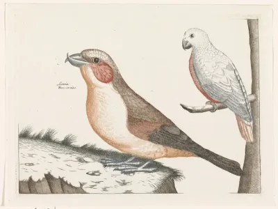 Kruisbek en witte vogel