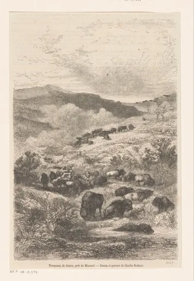 Kudde bisons in de omgeving van Missouri