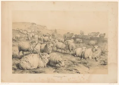Kudde schapen