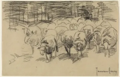 Kudde schapen