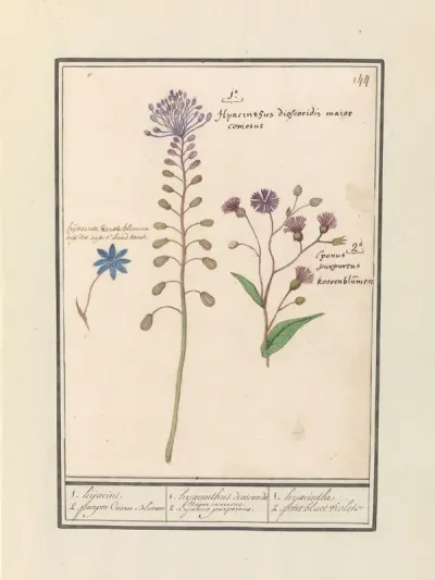 Kuifhyacint (Muscari comosum) en korenbloem (Centaurie)