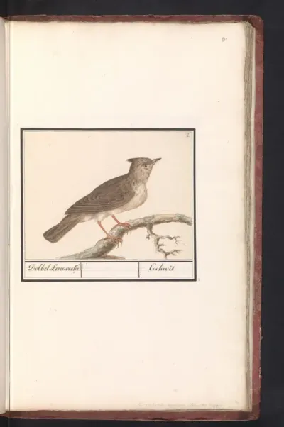 Kuifleeuwerik (Galerida cristata)