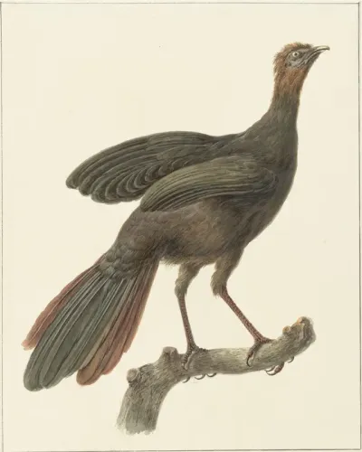 Kuifsjakohoen (Penelope purpurascens)