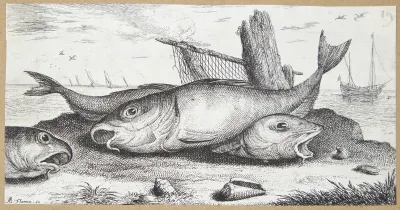 Kuller (Edefinus)