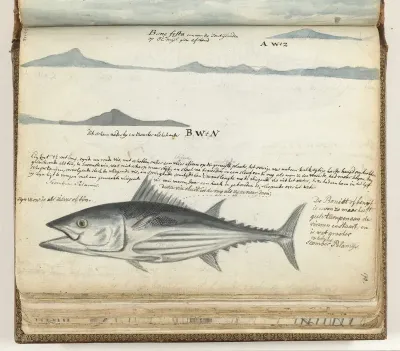 Kustprofielen van de Canarische Eilanden. Vis.