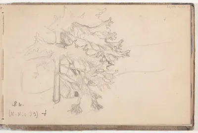 Kuusi