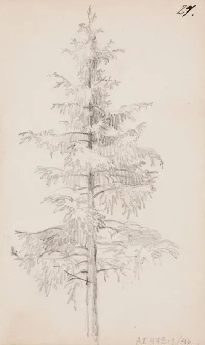 Kuusi