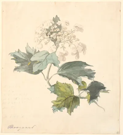 Kvalkved (Viburnum).