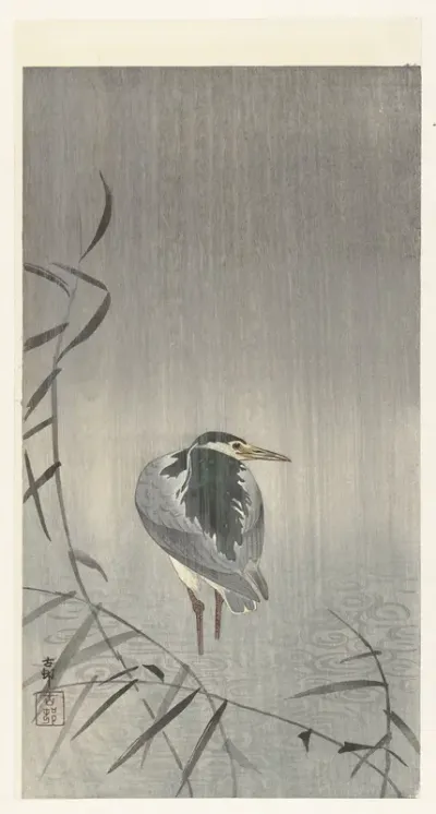 Kwak in regen
