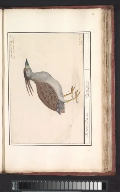 Kwak (Nycticorax nycticorax)
