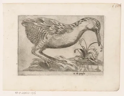 Kwartelkoning (Crex crex)
