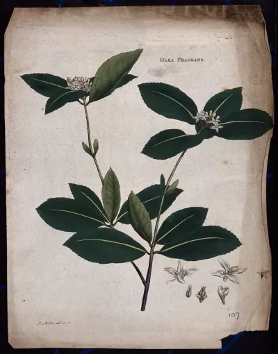 Kwei plant (Osmanthus fragrans): flowering stem with floral segments