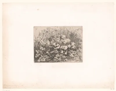 L'angélique en fleurs