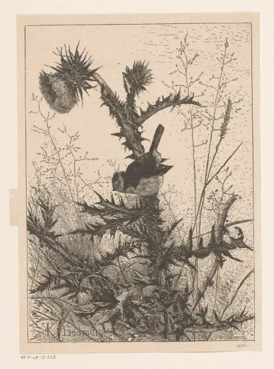 La Mésange bleue