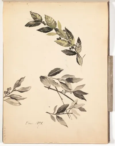 Laakeripuun oksia