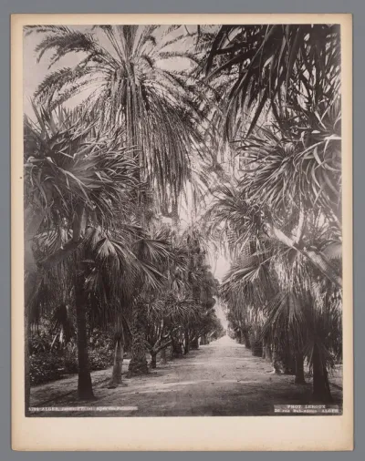 Laan in de Jardin d'Essai du Hamma in Algiers