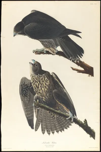 Labrador Falcon