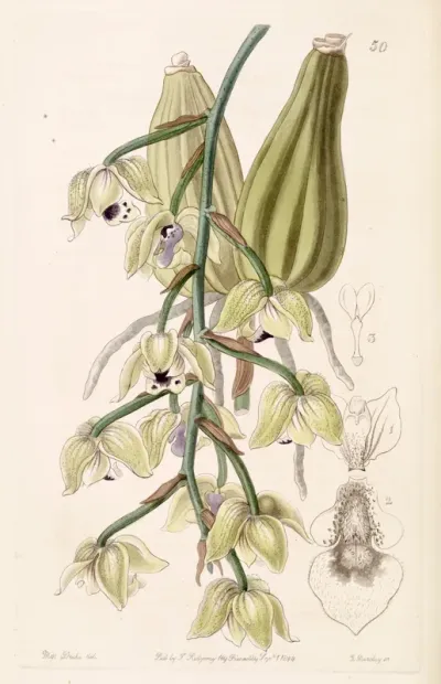 Lacaena bicolor