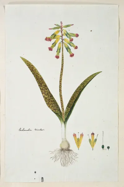 Lachenalia aloides (L.f.) Engl. var. aloides (Opal flowers)