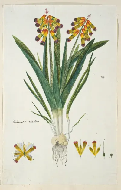 Lachenalia aloides (L.f.) Engl. var. quadricolor