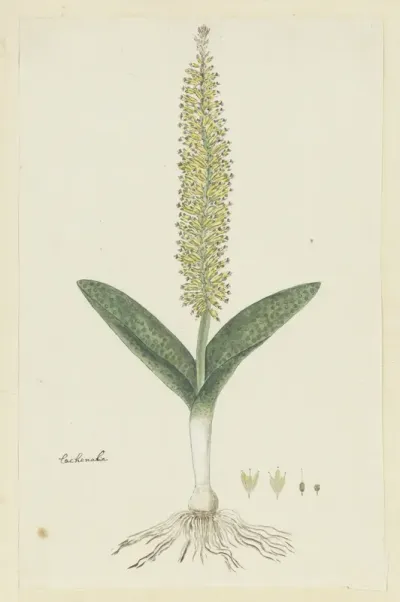 Lachenalia arbuthnotiae W.F. Barker (Hyacint)
