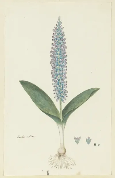 Lachenalia mediana Jacq.