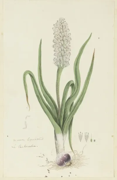 Lachenalia orthopetala Jacq. (Hyacint)