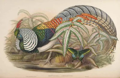 Lady Amherst's Pheasant
