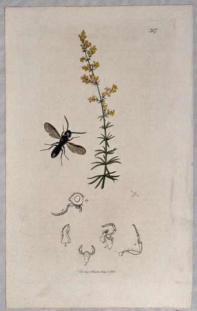 Lady's bedstraw plant (Galium verum) with an associated insect and its anatomical segments